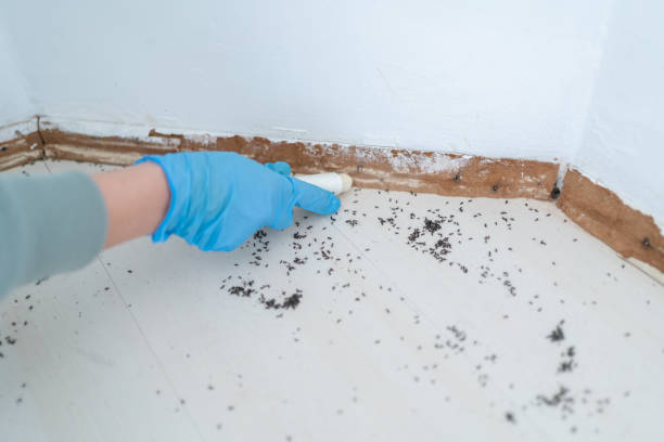 Professional Pest Control in Kohler, WI